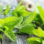خواص نعناع برای معده