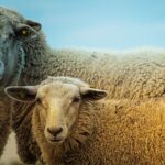 تعبیر خواب گوسفند: از غنیمت و برکت تا رازهای نهفته در ناخودآگاه