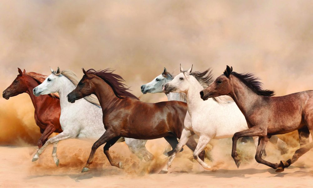 تعبیر خواب اسب بر اساس رنگ