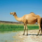 تعبیر خواب شتر: از صبر و استقامت تا سفری پر از ثروت و فرصت